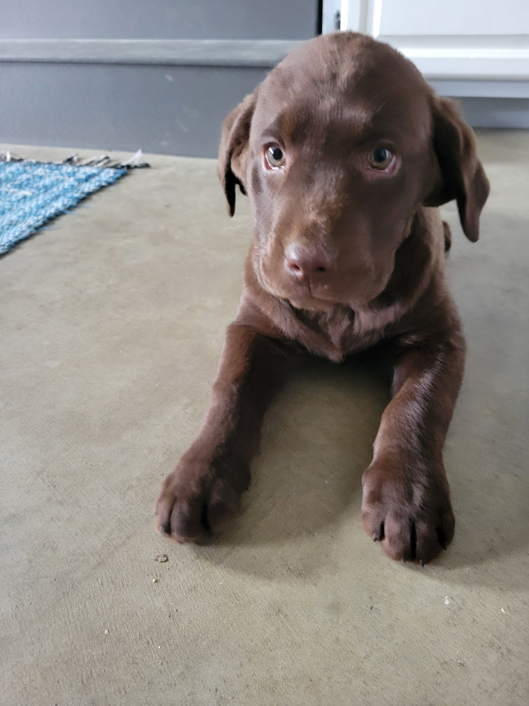 My chocolate lab best sale