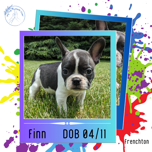 FRENCHTON (04/11) MALE