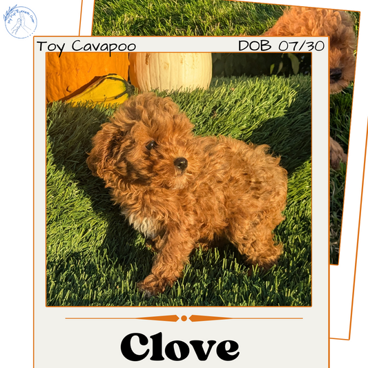 TOY CAVAPOO (07/30) FEMALE