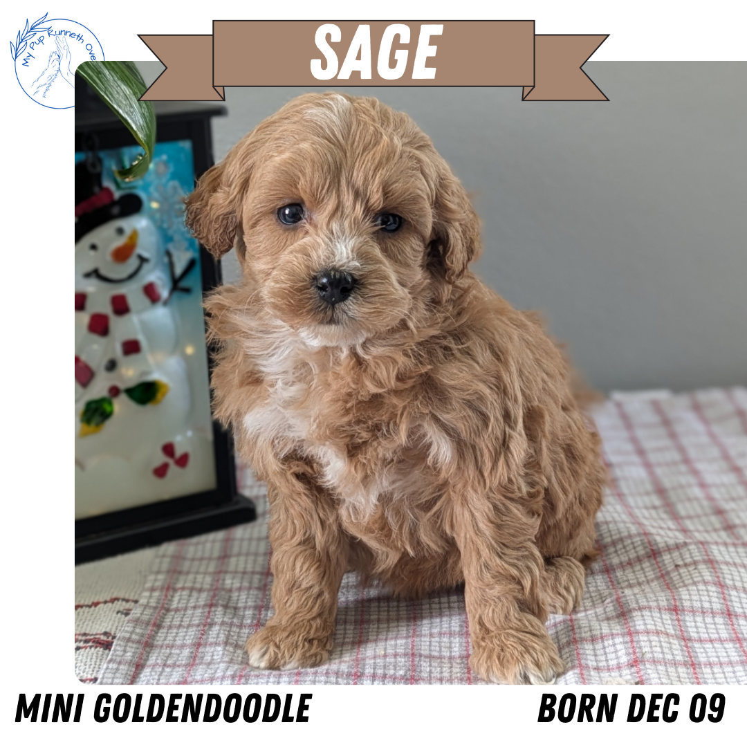 MINI GOLDENDOODLE (12/09) FEMALE