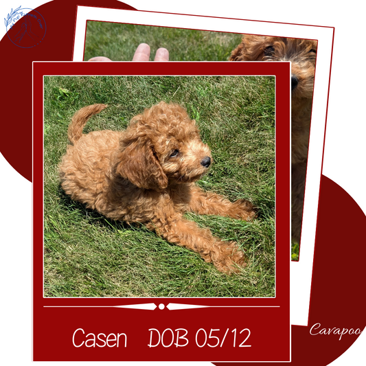 CAVAPOO (05/12) MALE