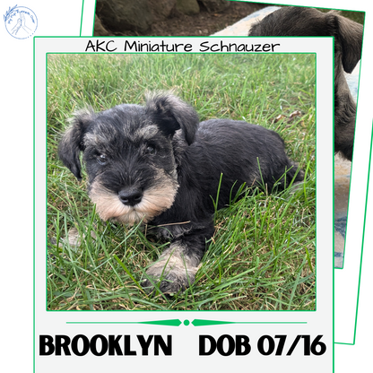 MINI SCHNAUZER (07/15) FEMALE