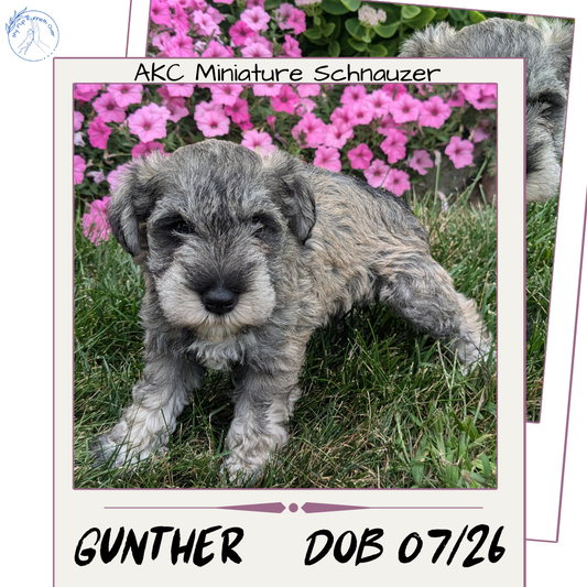 MINI SCHNAUZER (07/26) MALE