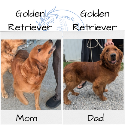 GOLDEN RETRIEVER (10/22) FEMALE