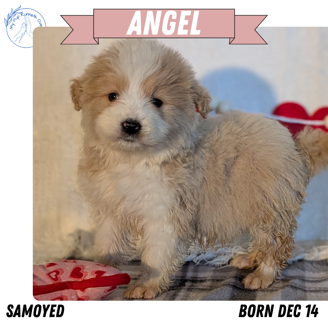 SAMOYED (12/14) FEMALE