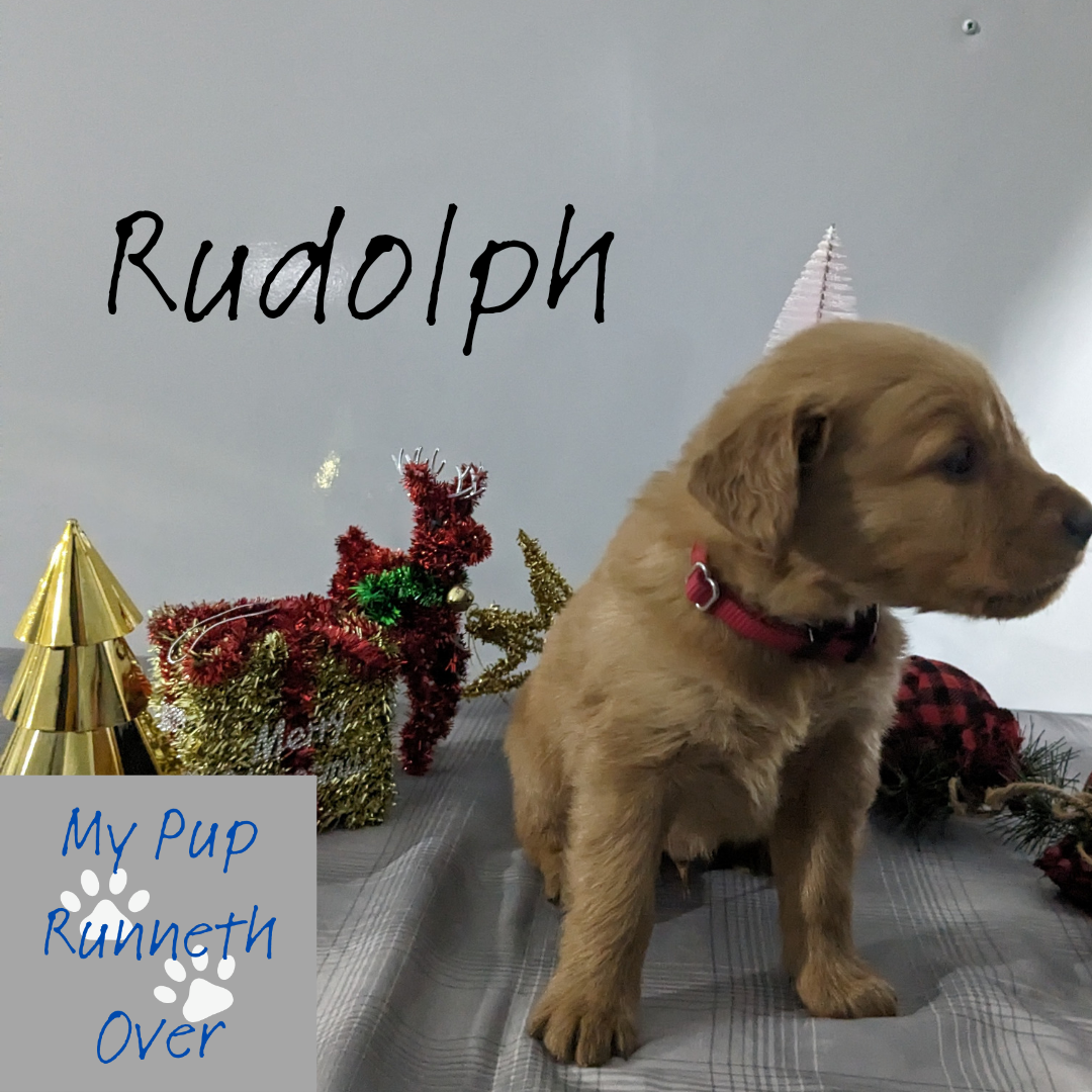 GOLDEN RETRIEVER PUPPIES (MALE)