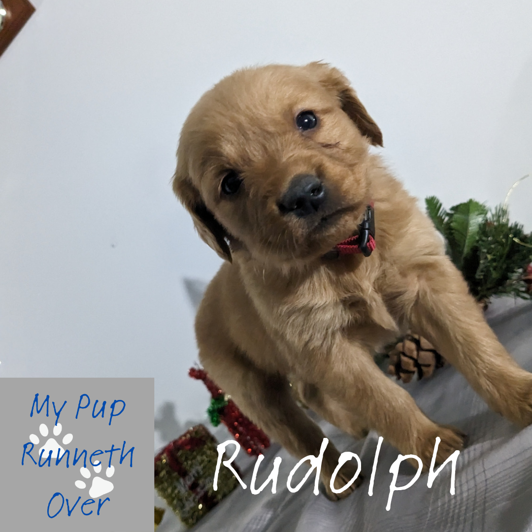 GOLDEN RETRIEVER PUPPIES (MALE)