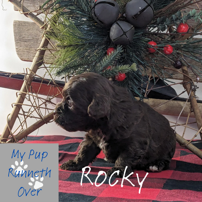 COCKAPOO (11/21/23) MALE