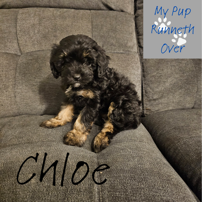 MINI AUSSIEDOODLE PUPPIES (FEMALE)