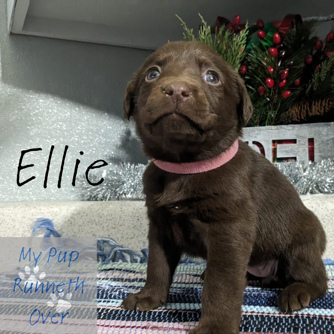 8 week outlet chocolate lab puppy