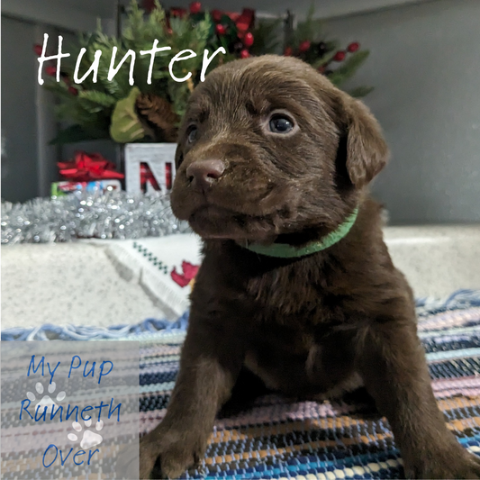 CHOCOLATE LAB (11/30/23) MALE