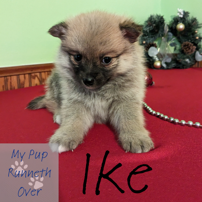 POMSKY 11/23/23 (MALE)