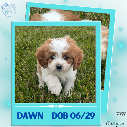 CAVAPOO (06/29) FEMALE