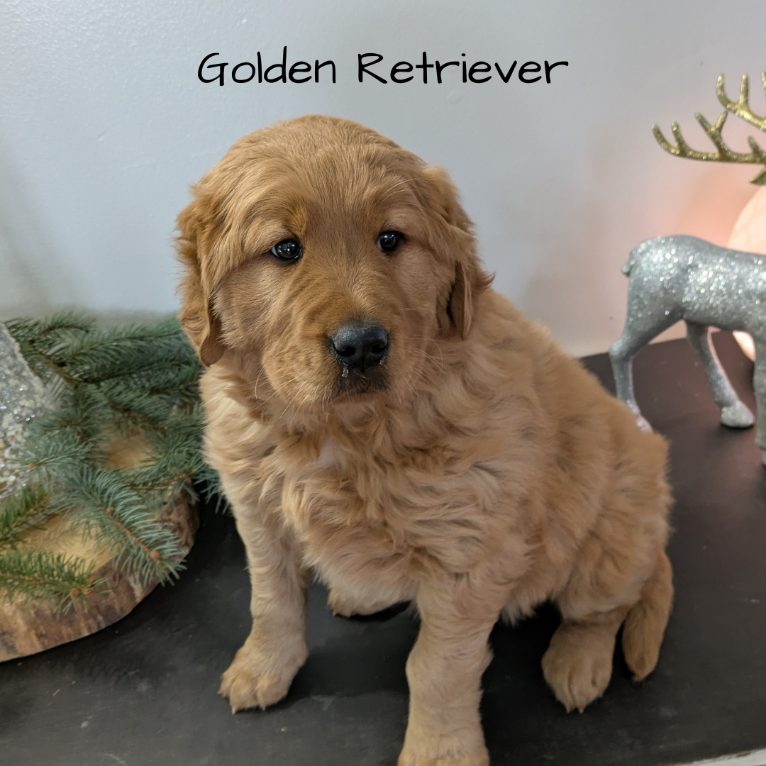 GOLDEN RETRIEVER (10/22) FEMALE