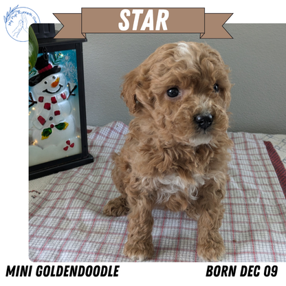 MINI GOLDENDOODLE (12/09) FEMALE