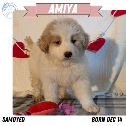 SAMOYED (12/14) FEMALE