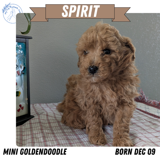 MINI GOLDENDOODLE (12/09) MALE