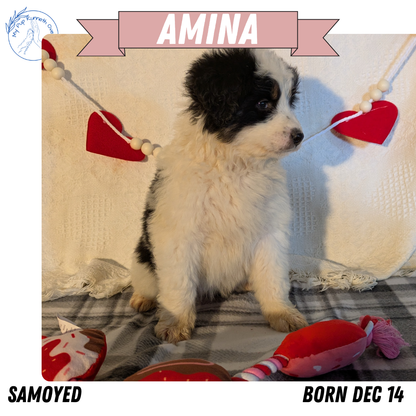 SAMOYED (12/14) FEMALE