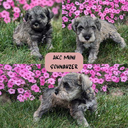 MINI SCHNAUZER (07/26) MALE