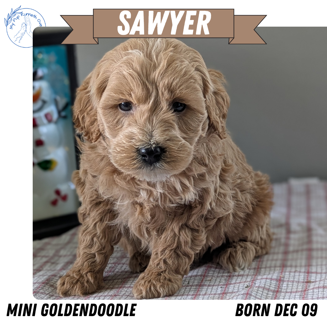 MINI GOLDENDOODLE (12/09) MALE