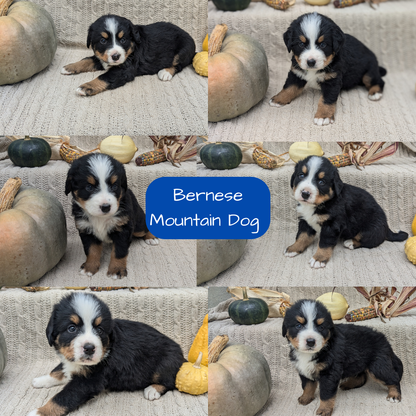 BERNESE MOUNTAIN DOG (08/18) MALE