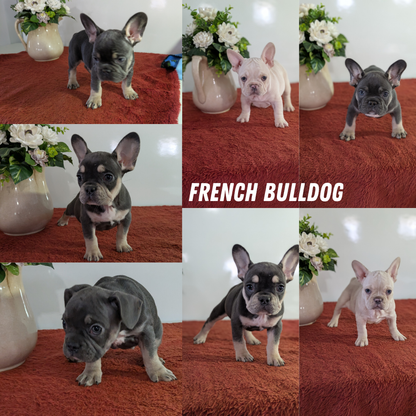 FRENCH BULLDOG (12/21) FEMALE