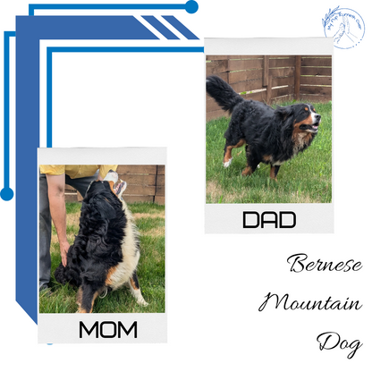 BERNESE MOUNTAIN DOG (06/03) MALE