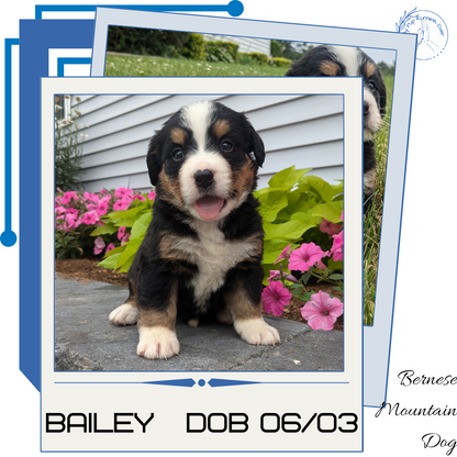 BERNESE MOUNTAIN DOG (06/03) FEMALE