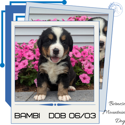 BERNESE MOUNTAIN DOG (06/03) FEMALE