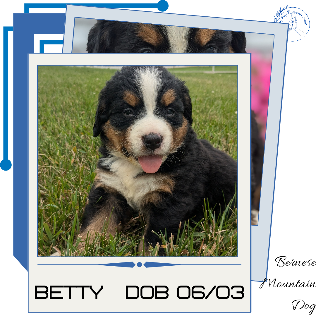 BERNESE MOUNTAIN DOG (06/03) FEMALE