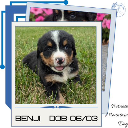 BERNESE MOUNTAIN DOG (06/03) MALE