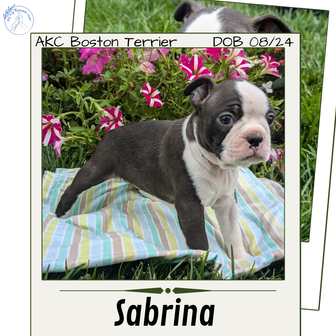 BOSTON TERRIER (08/24) FEMALE