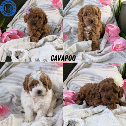 CAVAPOO (01/10) FEMALE