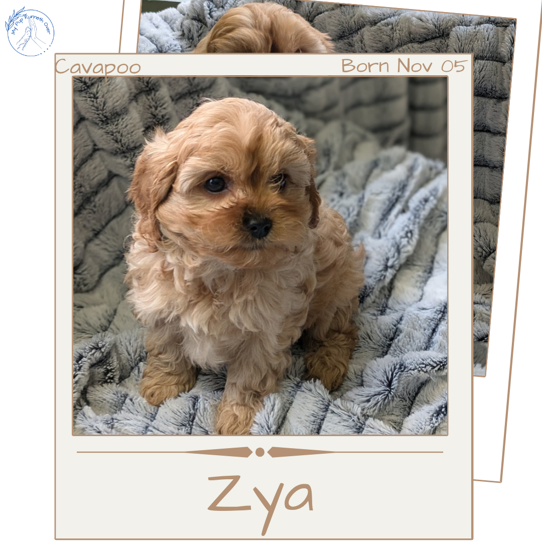 CAVAPOO (11/05) FEMALE