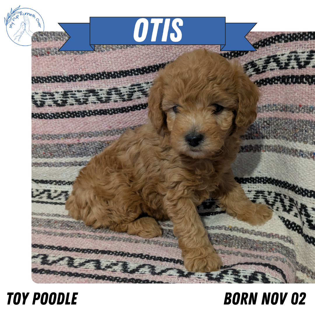 TOY POODLE (11/02) MALE