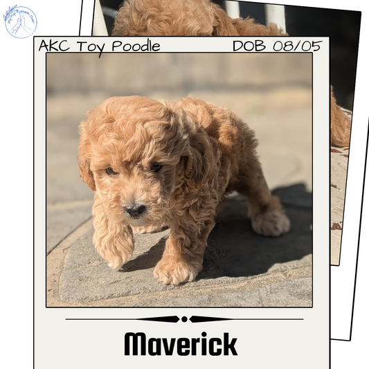 TOY POODLE (08/05) MALE