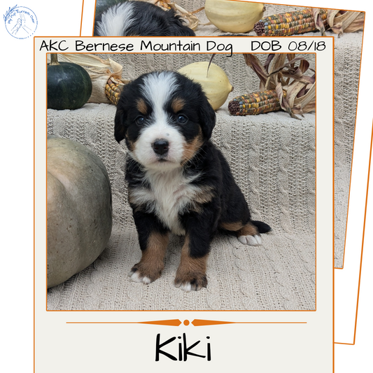 BERNESE MOUNTAIN DOG (08/18) FEMALE