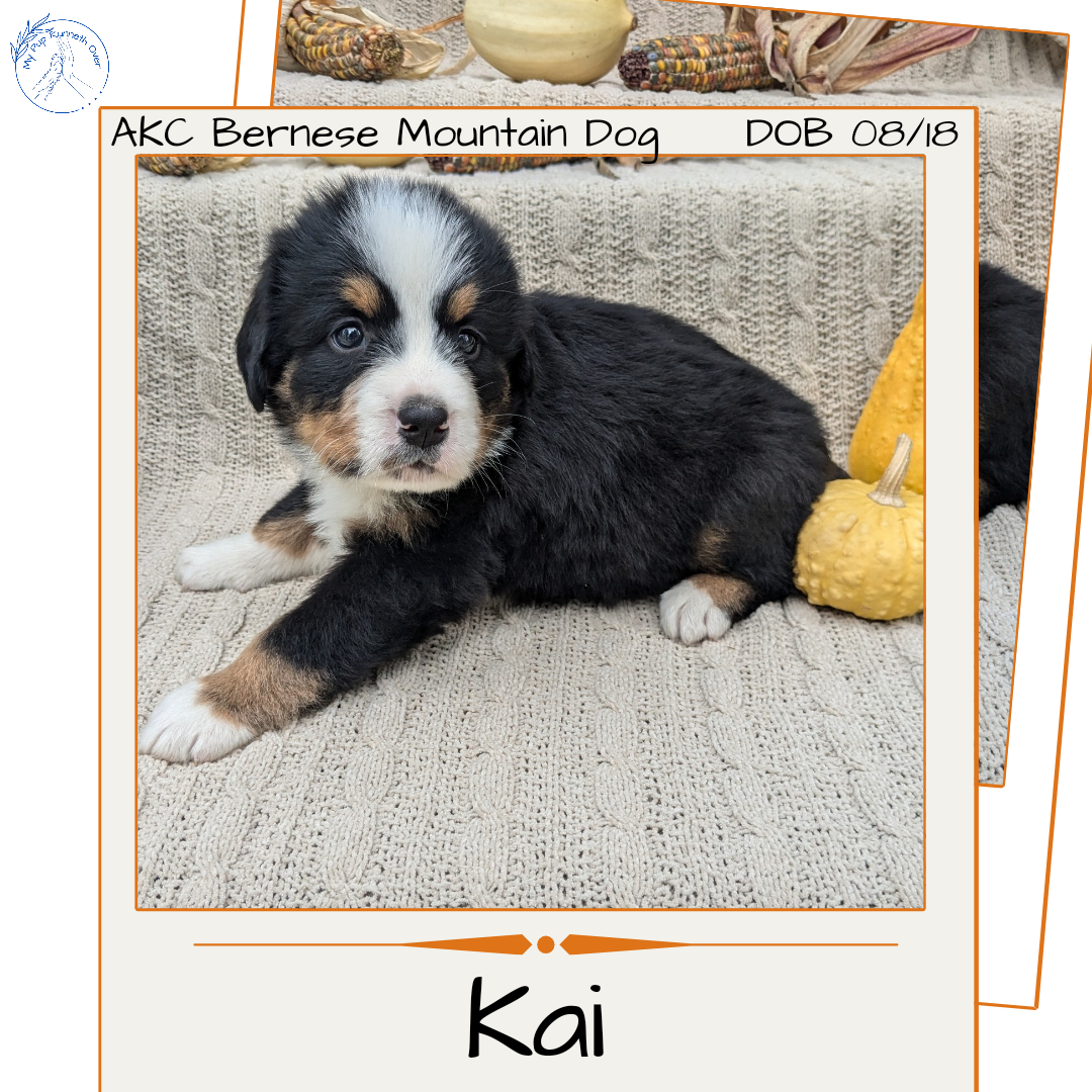 BERNESE MOUNTAIN DOG (08/18) MALE