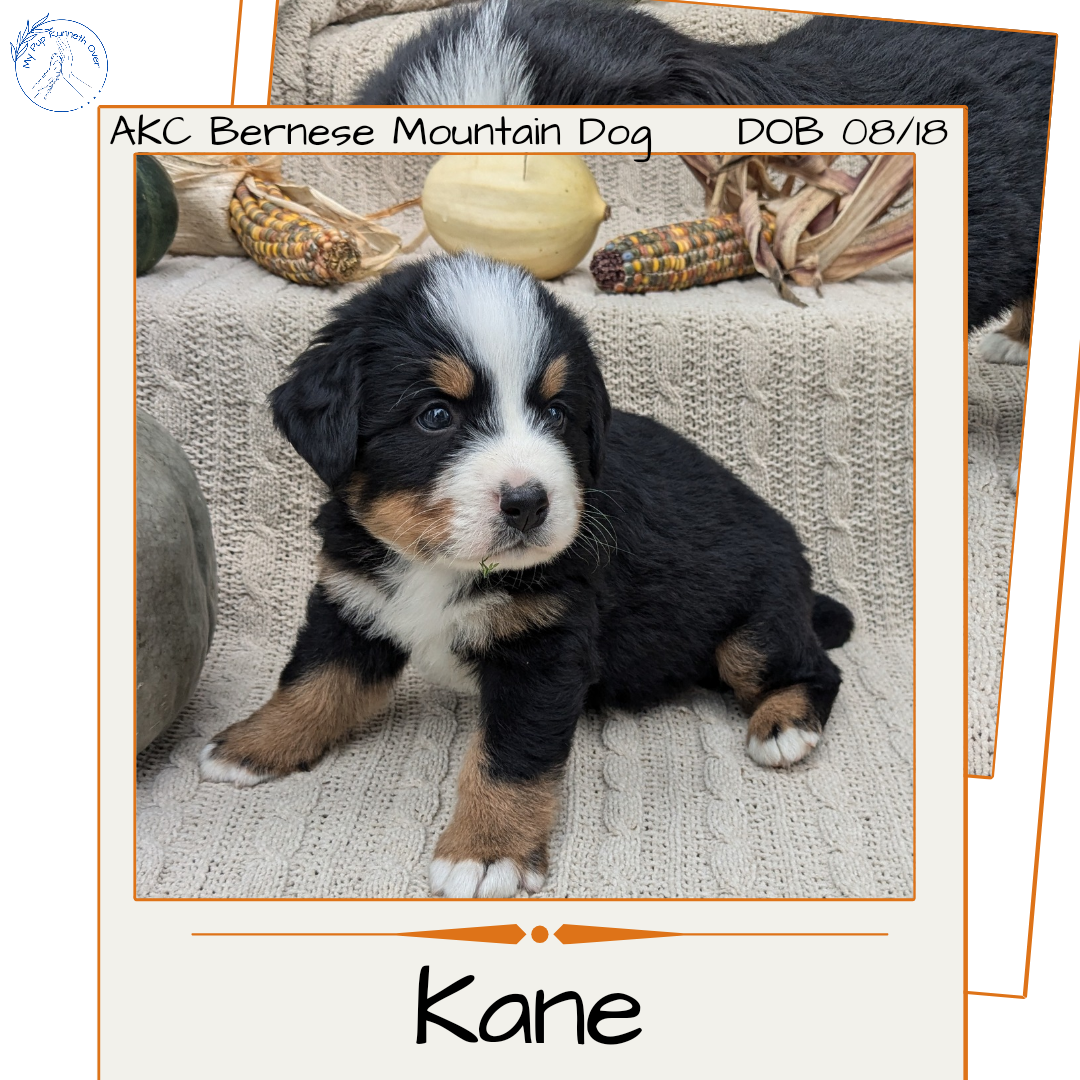 BERNESE MOUNTAIN DOG (08/18) MALE