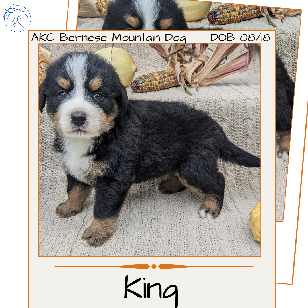 BERNESE MOUNTAIN DOG (08/18) MALE