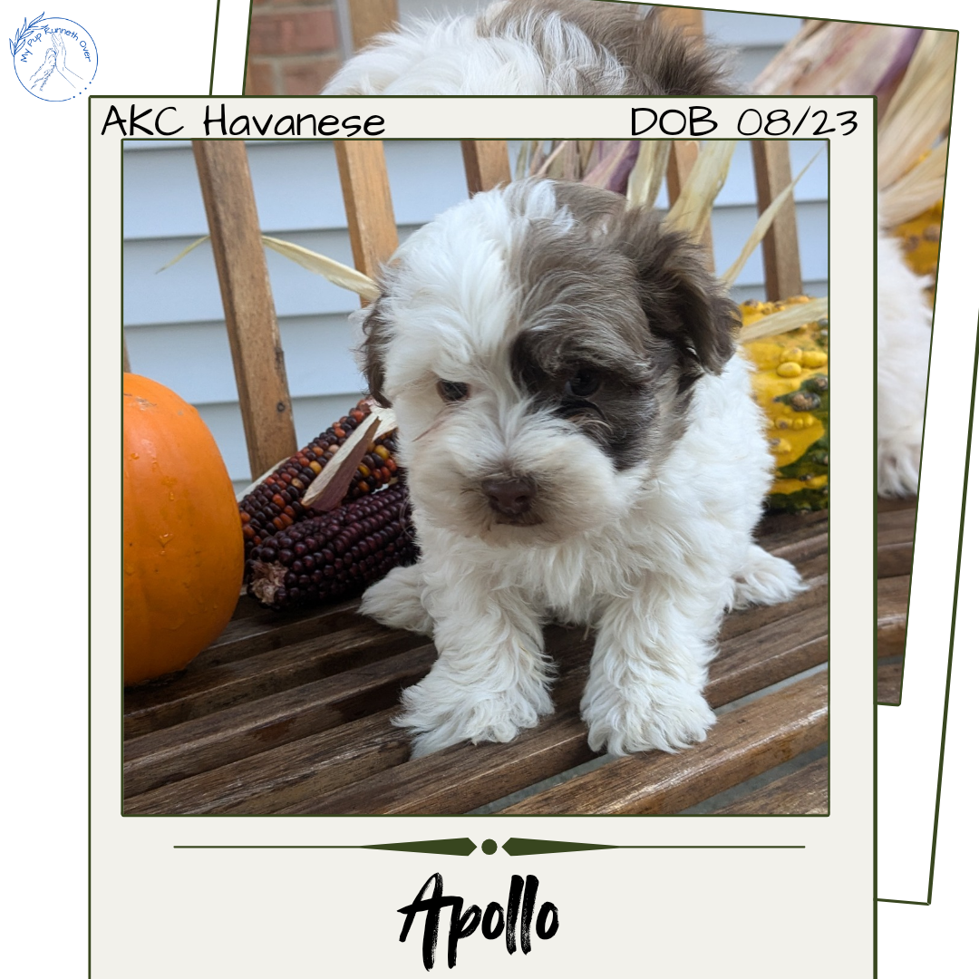 HAVANESE (08/23) MALE