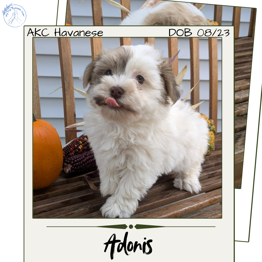 HAVANESE (08/23) MALE