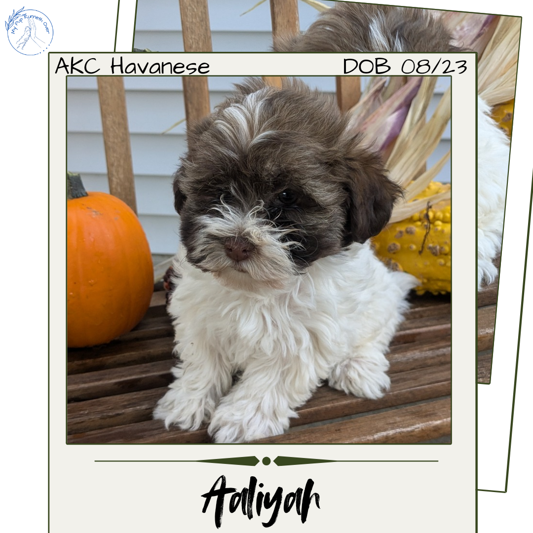 HAVANESE (08/23) FEMALE