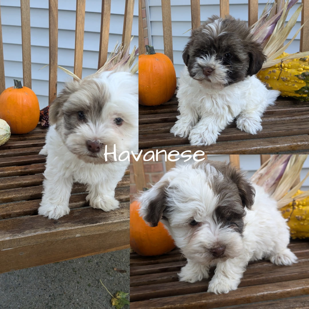 HAVANESE (08/23) MALE