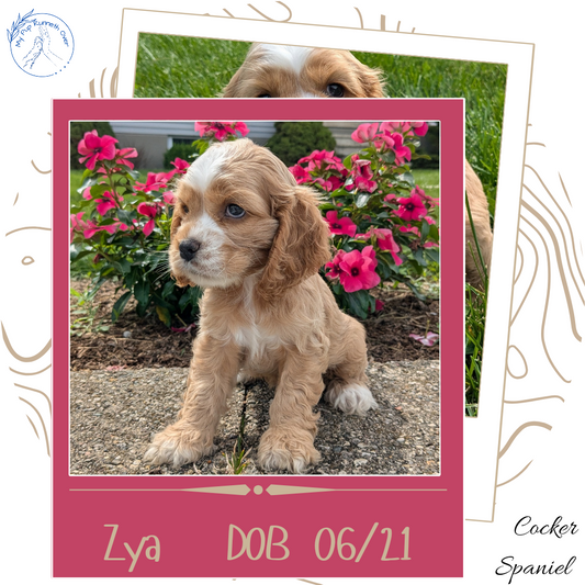 COCKER SPANIEL (06/21) FEMALE