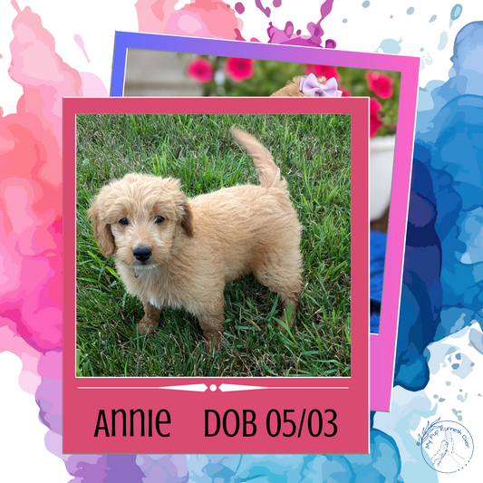 GOLDENDOODLE (05/03) FEMALE