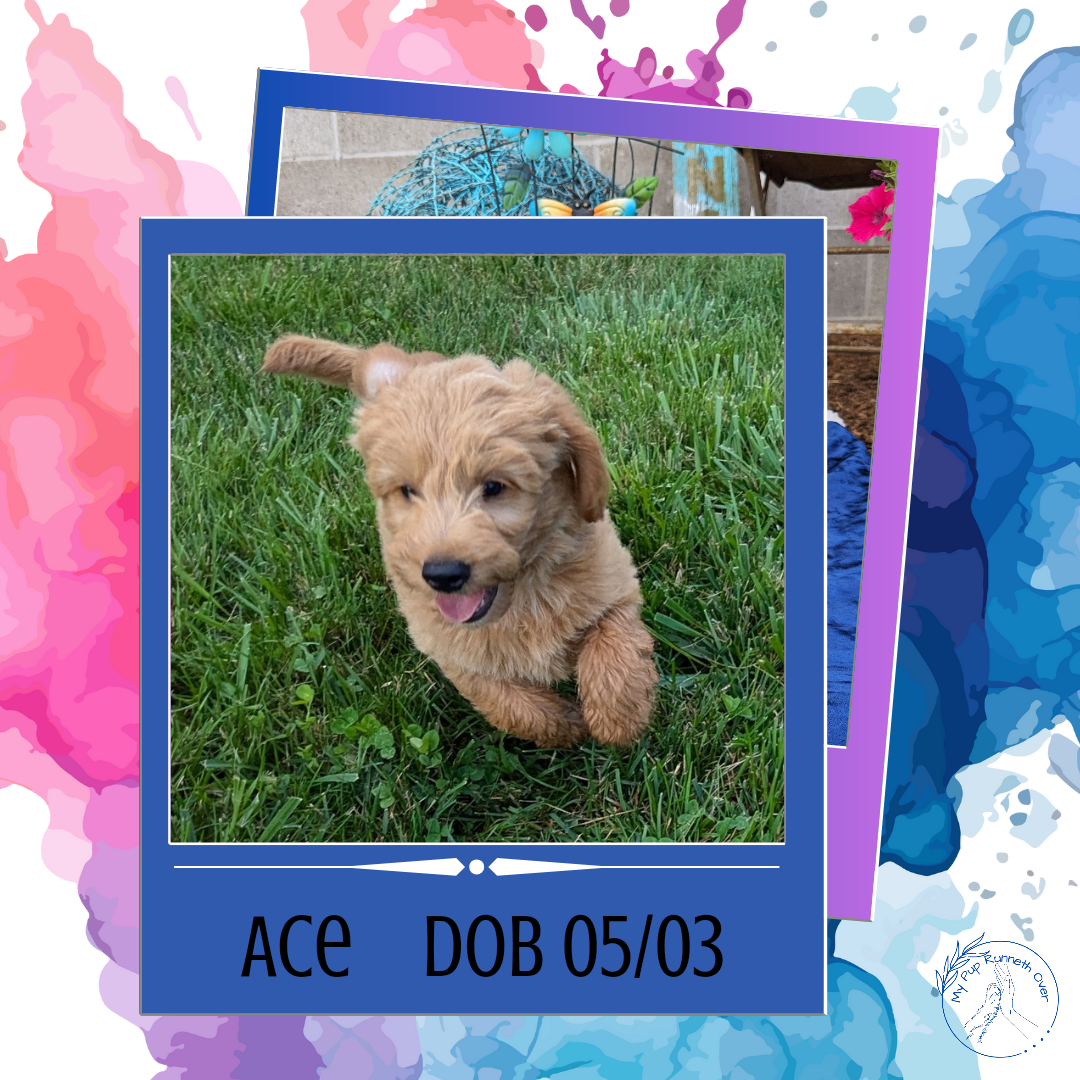 GOLDENDOODLE (05/03) MALE