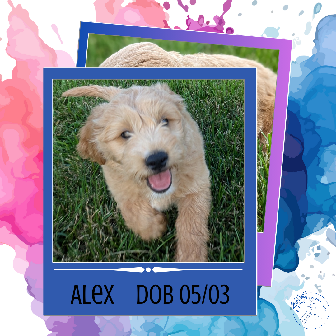 GOLDENDOODLE (05/03) MALE