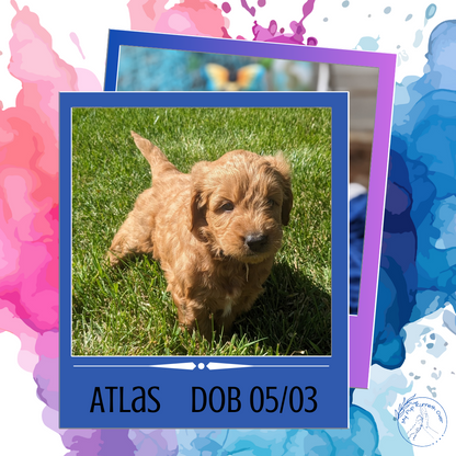 GOLDENDOODLE (05/03) MALE