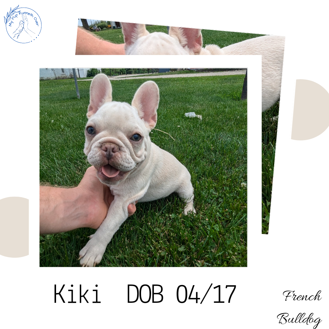 FRENCH BULLDOG (04/17) FEMALE